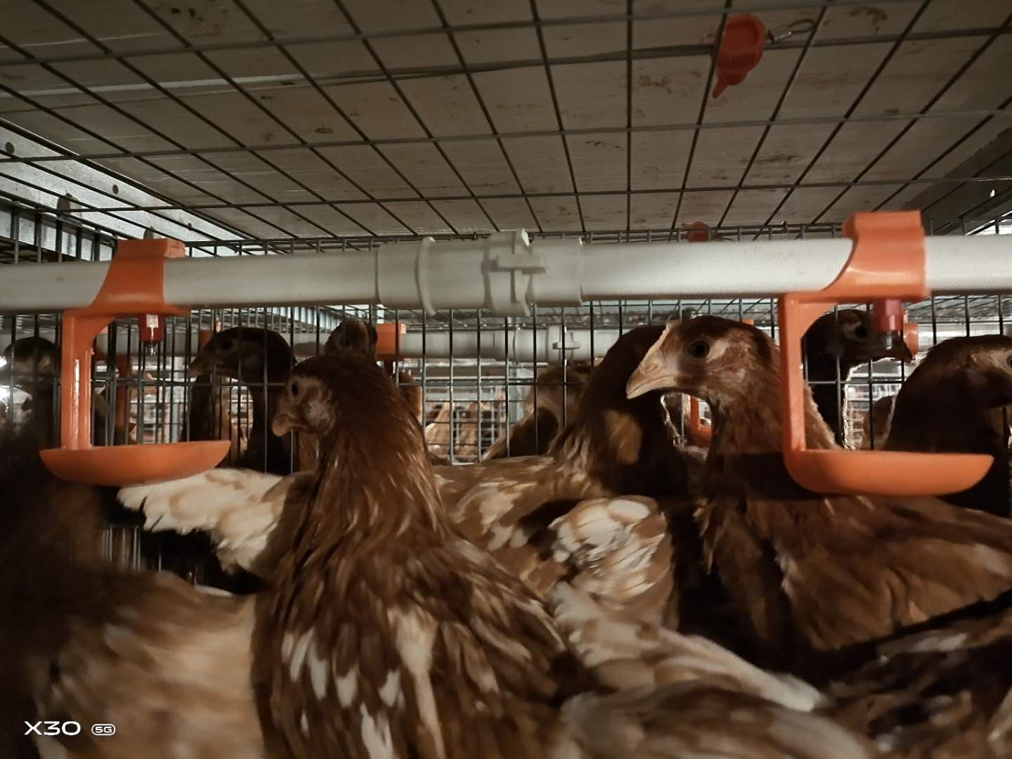 stacked layer cage stacked layer cage