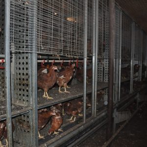 enriched pullet cage