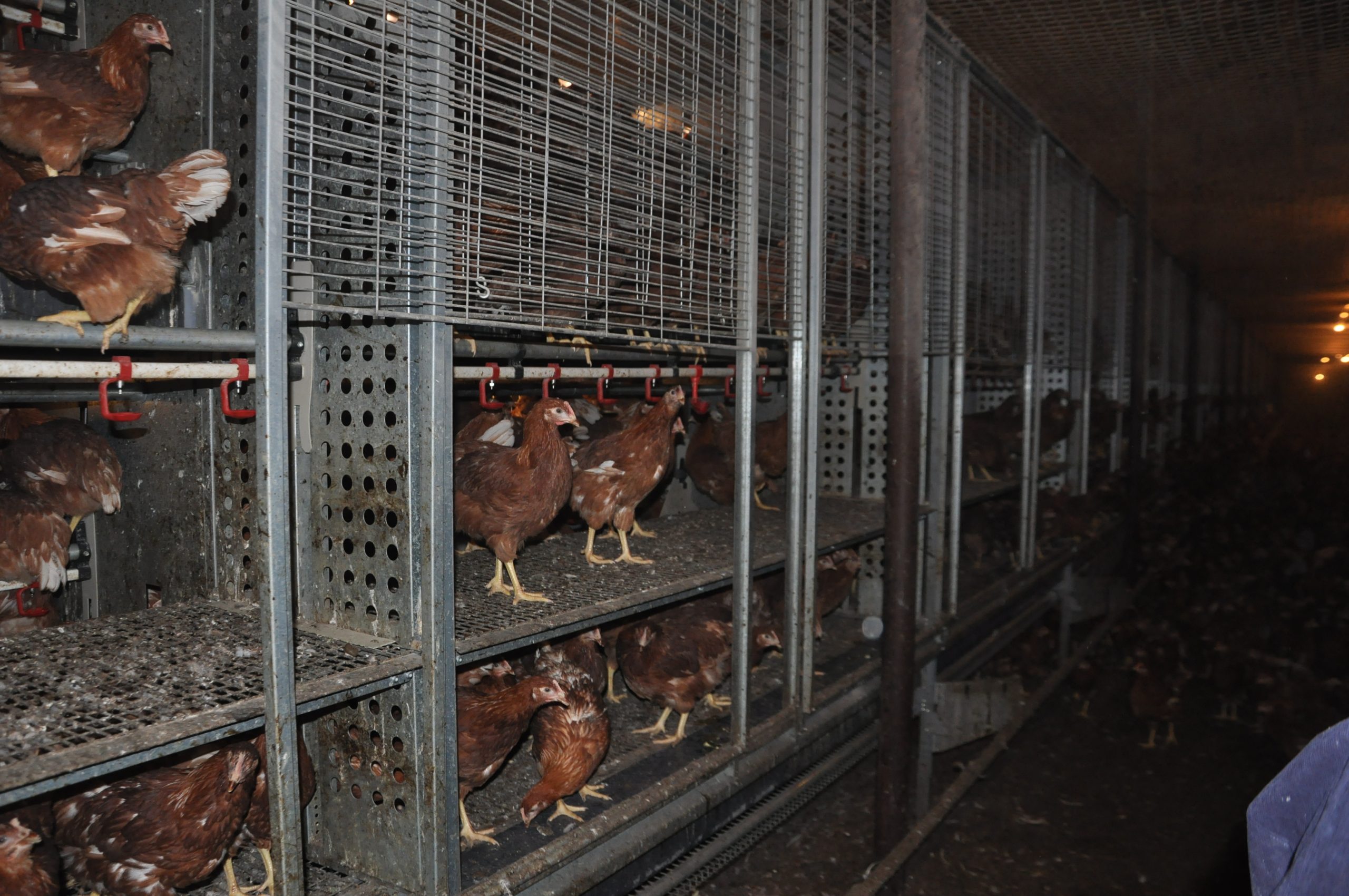 enriched pullet cage enriched pullet cage