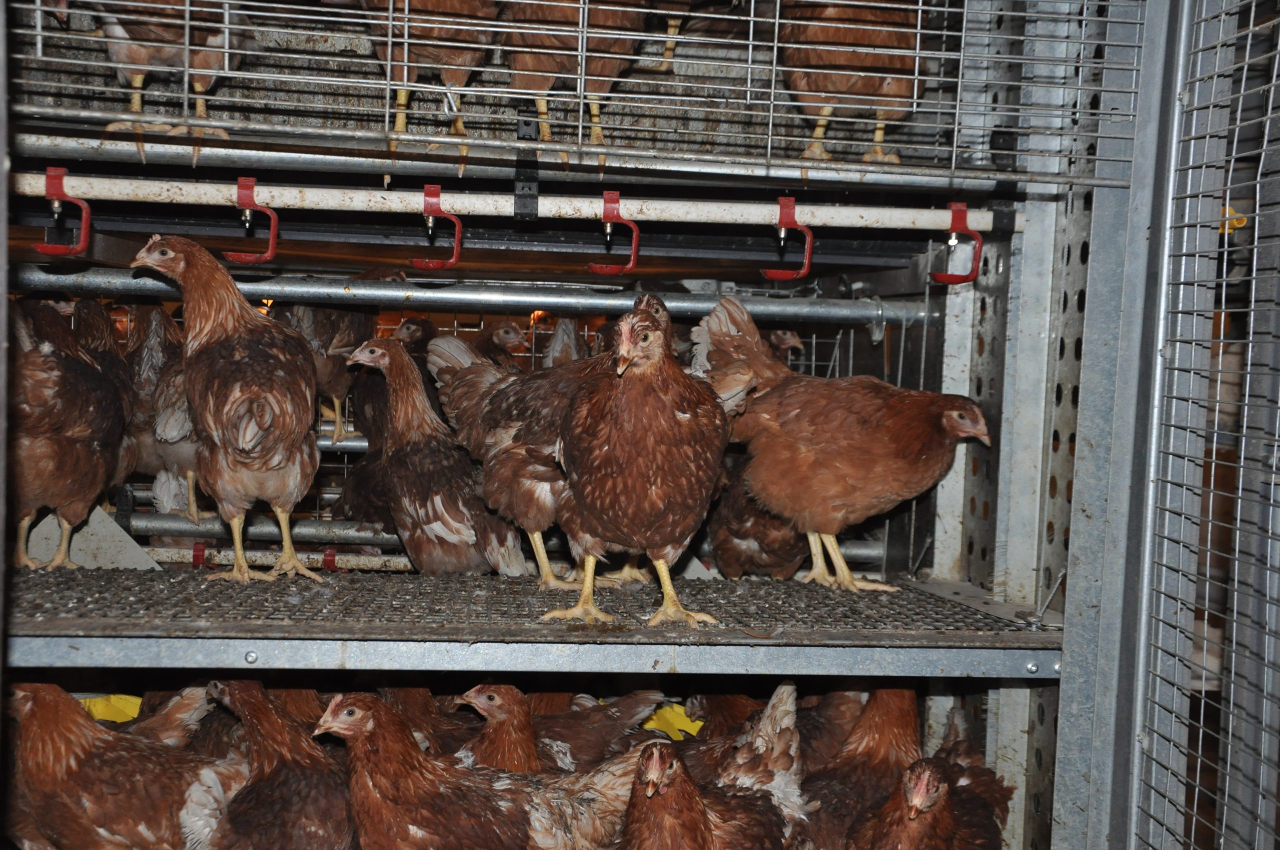 enriched pullet cage enriched pullet cage