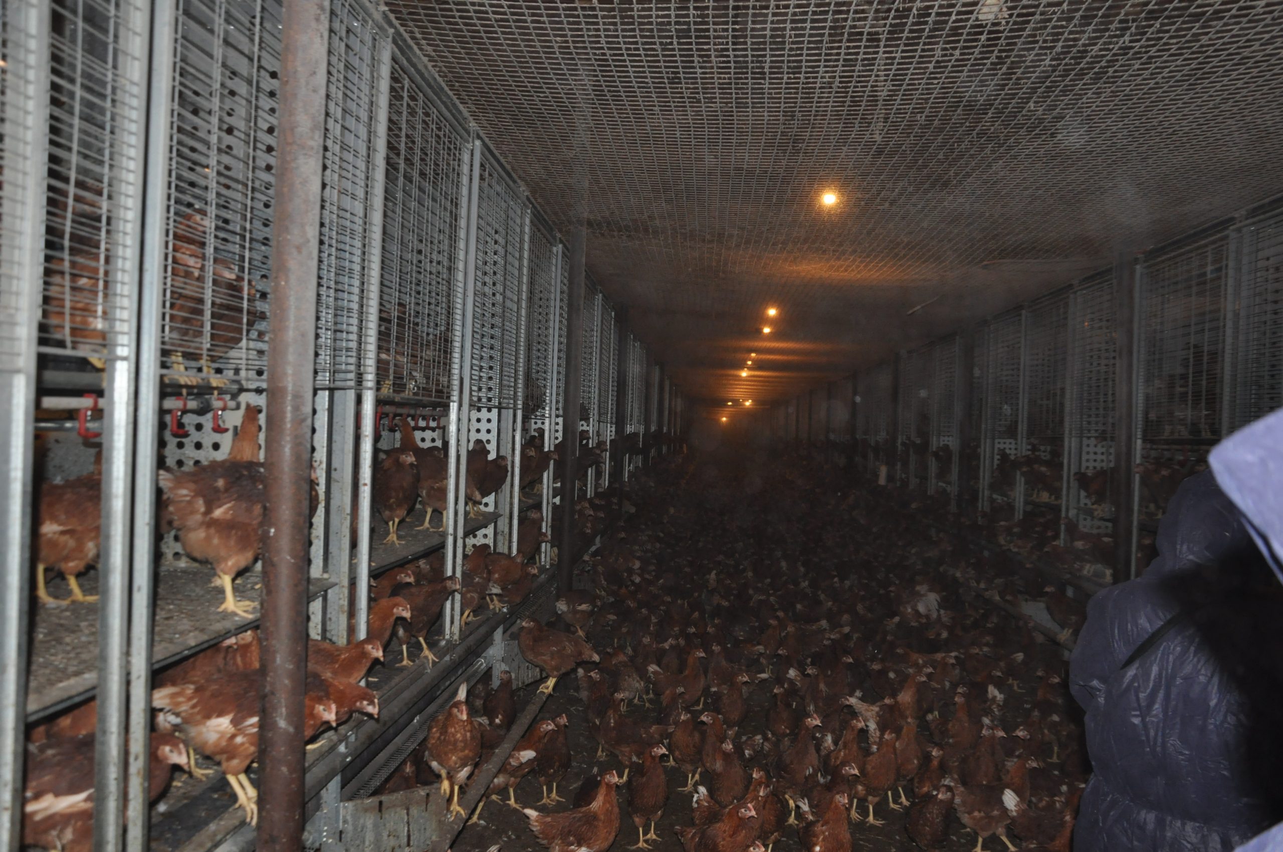 enriched pullet cage enriched pullet cage