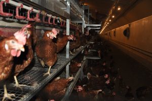 welfare layer cage