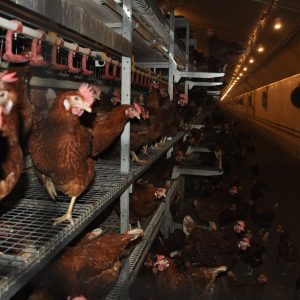 Home welfare layer cage