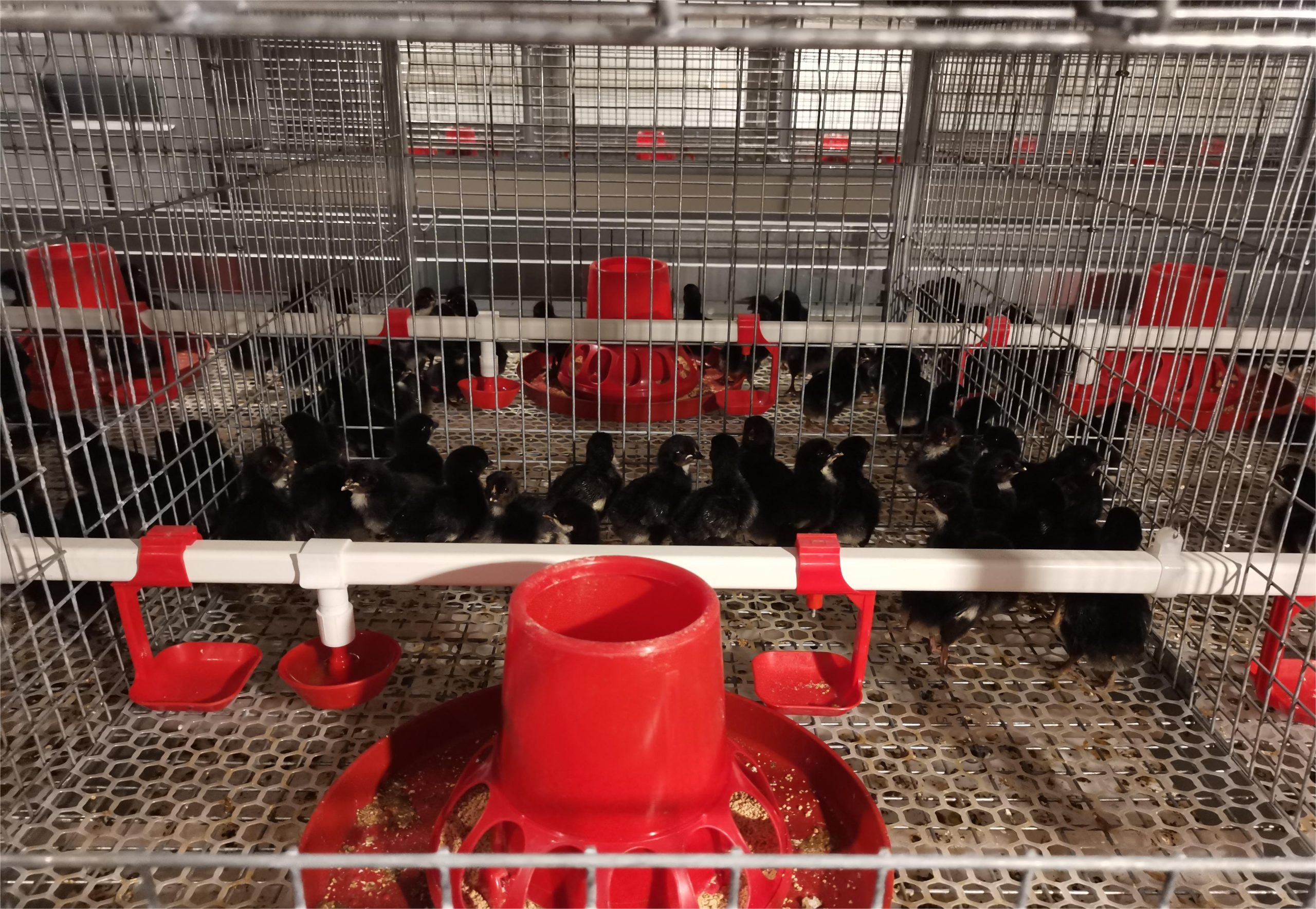 stacked pullet cage stacked pullet cage