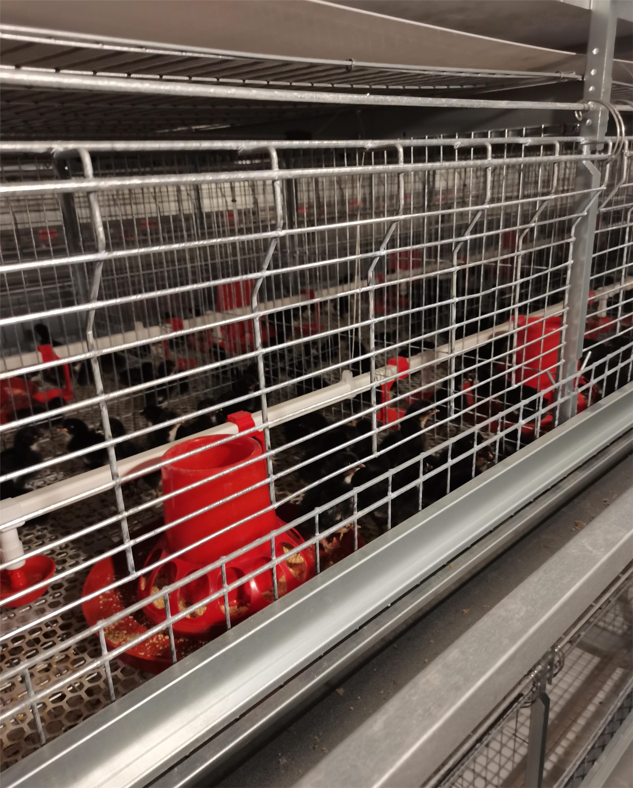 stacked pullet cage stacked pullet cage
