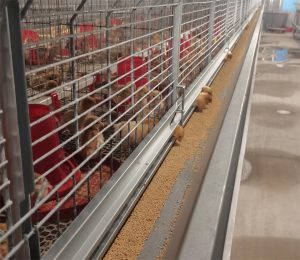 stacked pullet cage