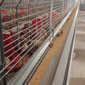 stacked pullet cage