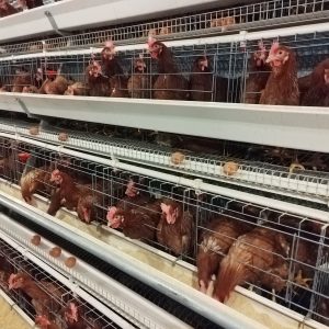 step type brooder cage