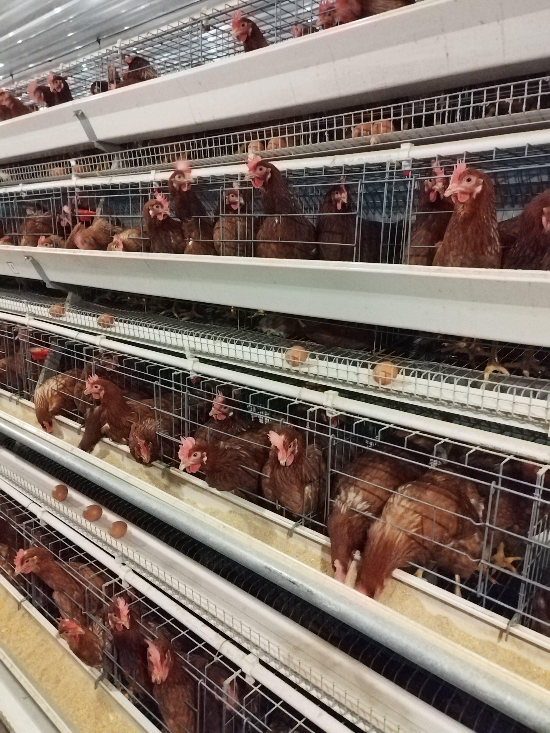 step type brooder cage step type brooder cage
