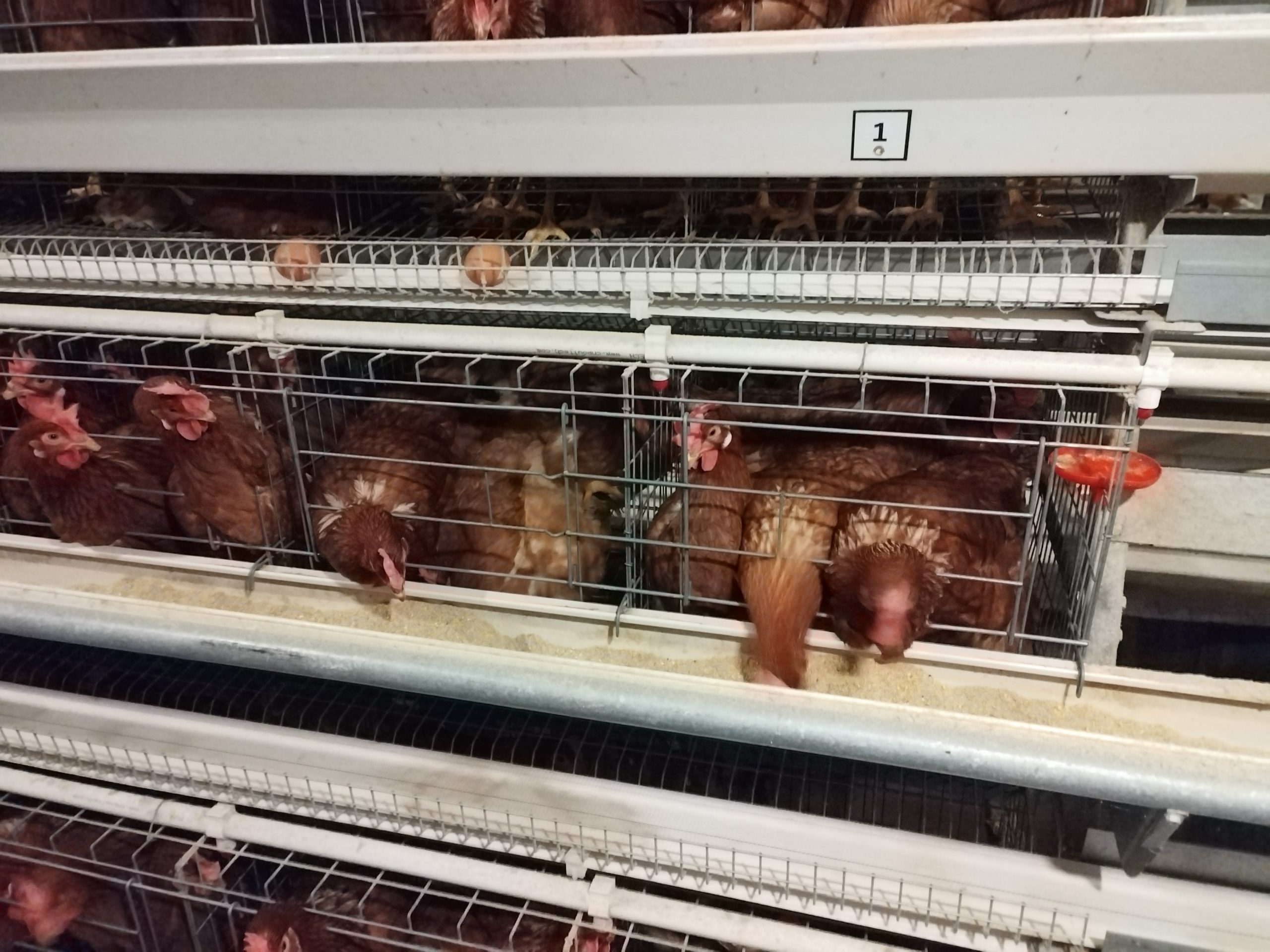 step type brooder cage step type brooder cage