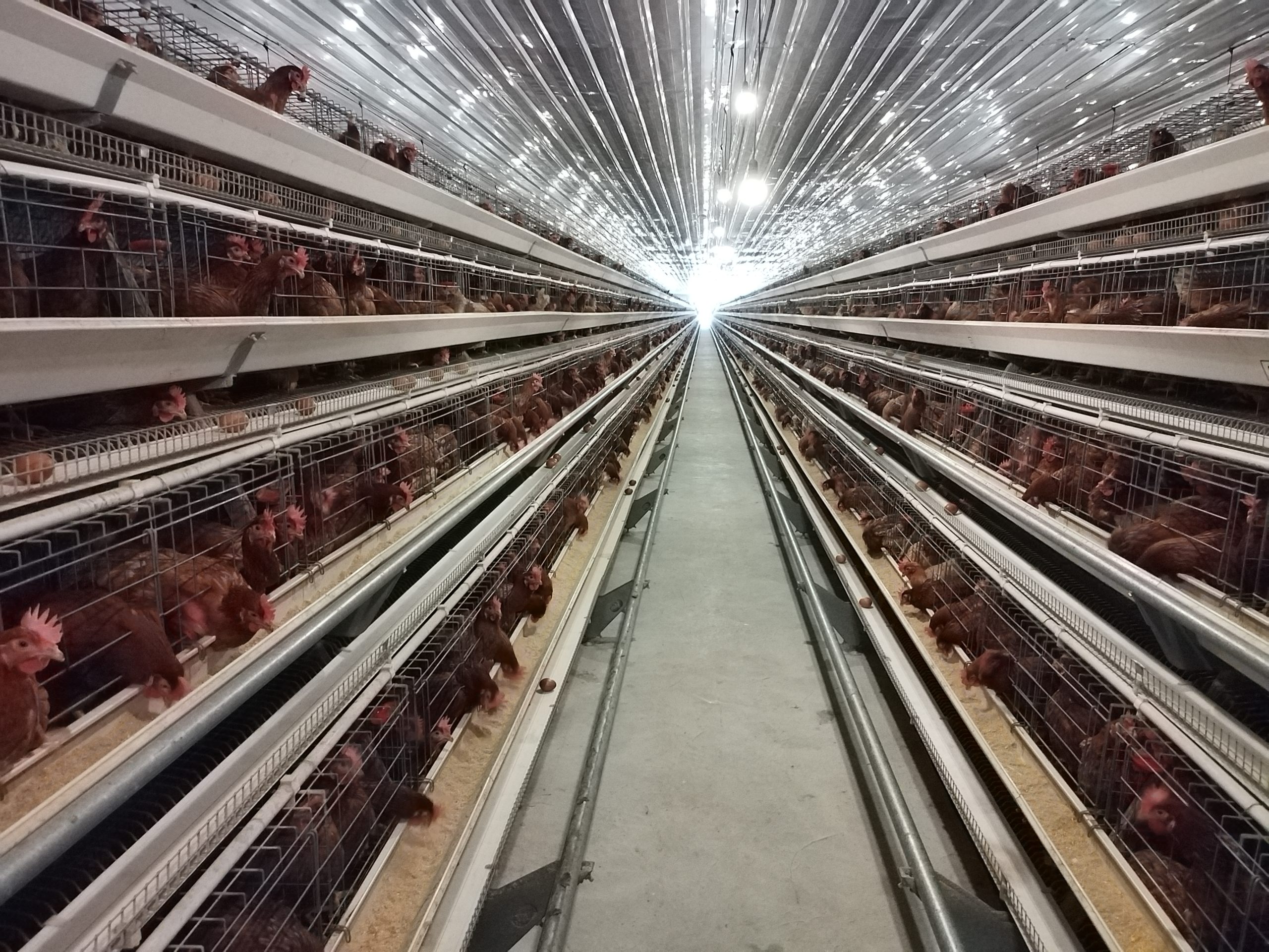 step type brooder cage step type brooder cage