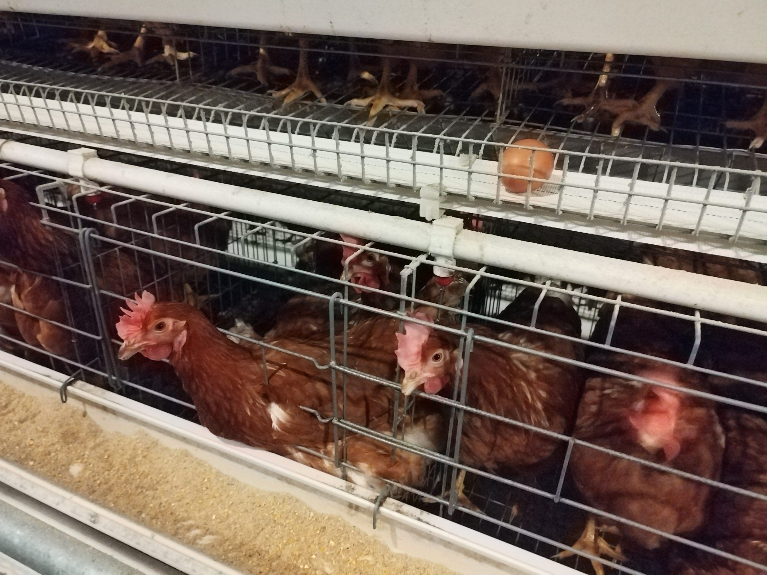step type brooder cage step type brooder cage