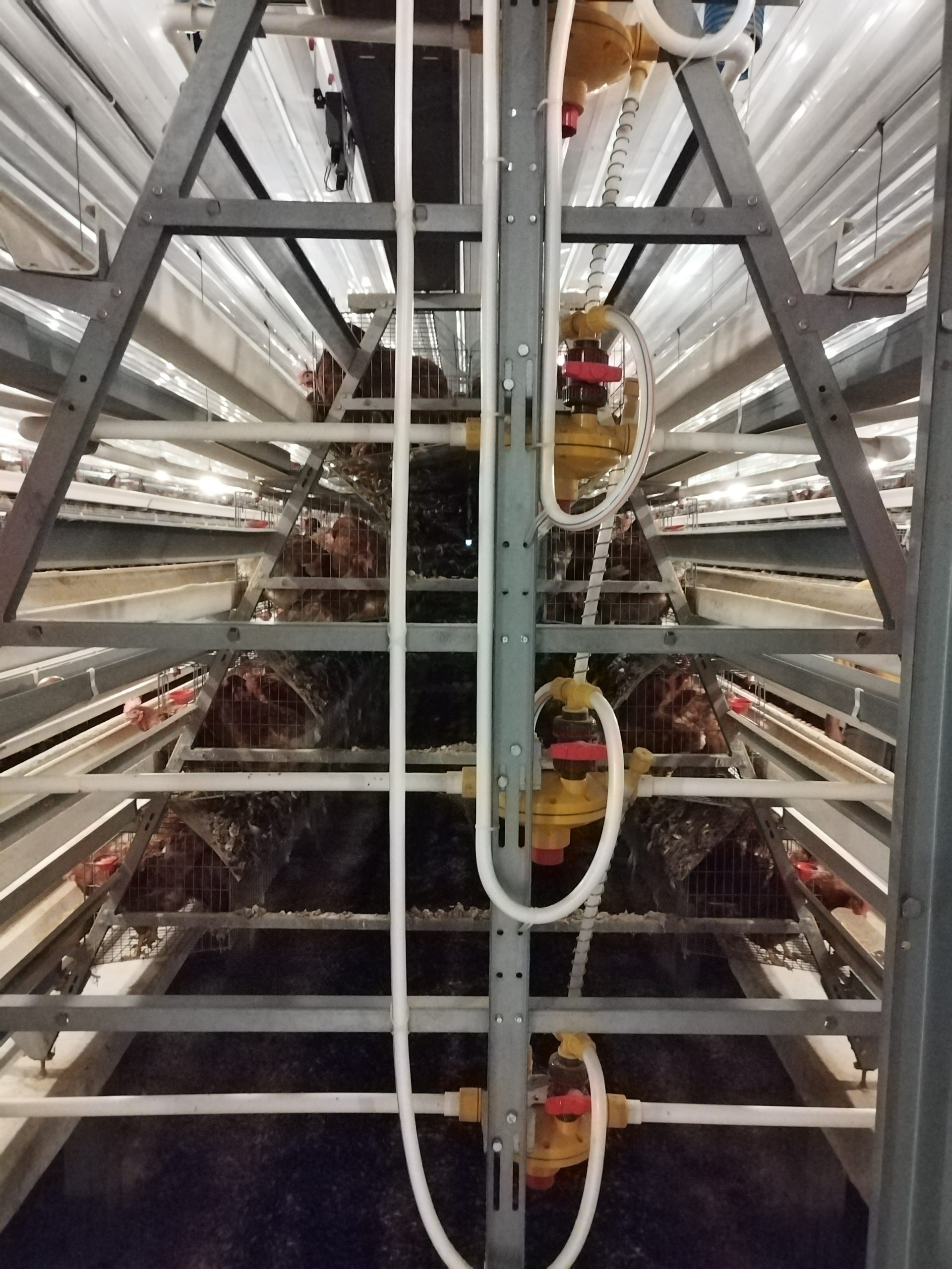 step type brooder cage step type brooder cage