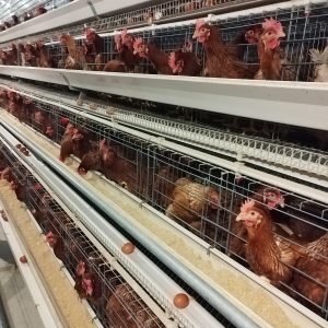Home step layer cage